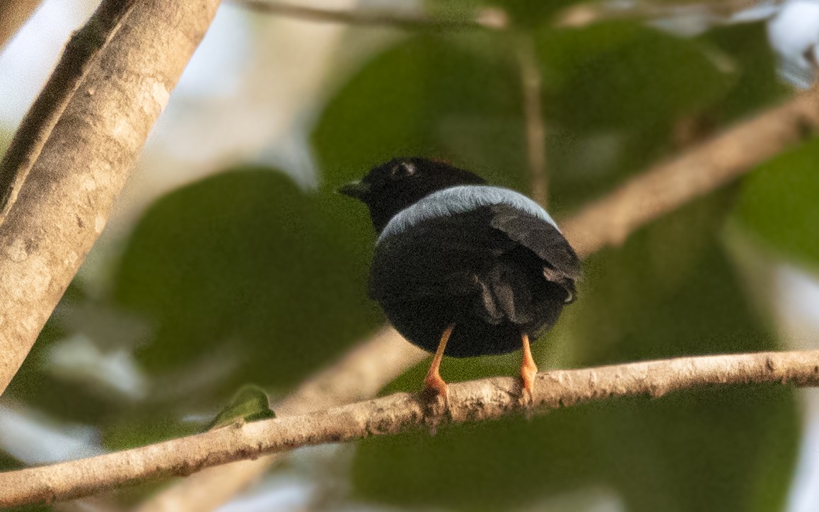 Blue-backed Manakin - ML644712417