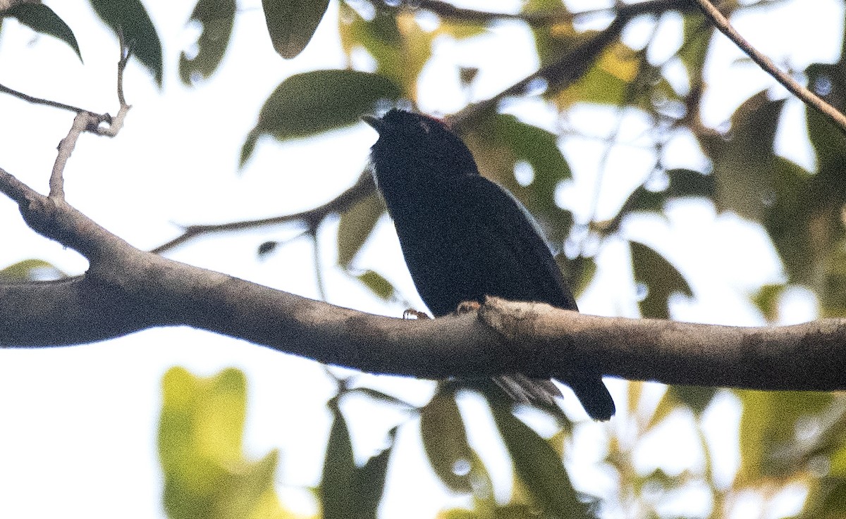 Blue-backed Manakin - ML644712418