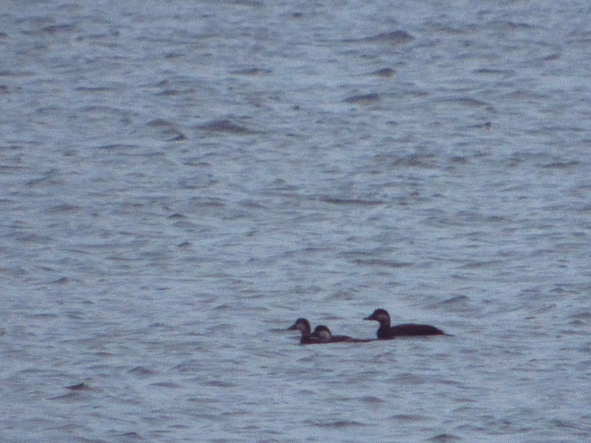 Amerika Kara Ördeği - ML644712419