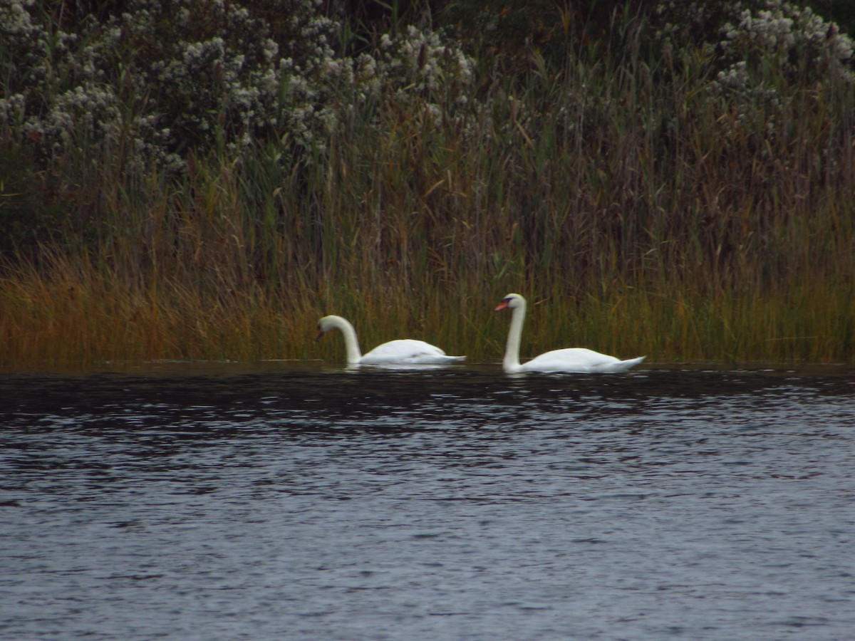 Лебідь-шипун - ML644712467