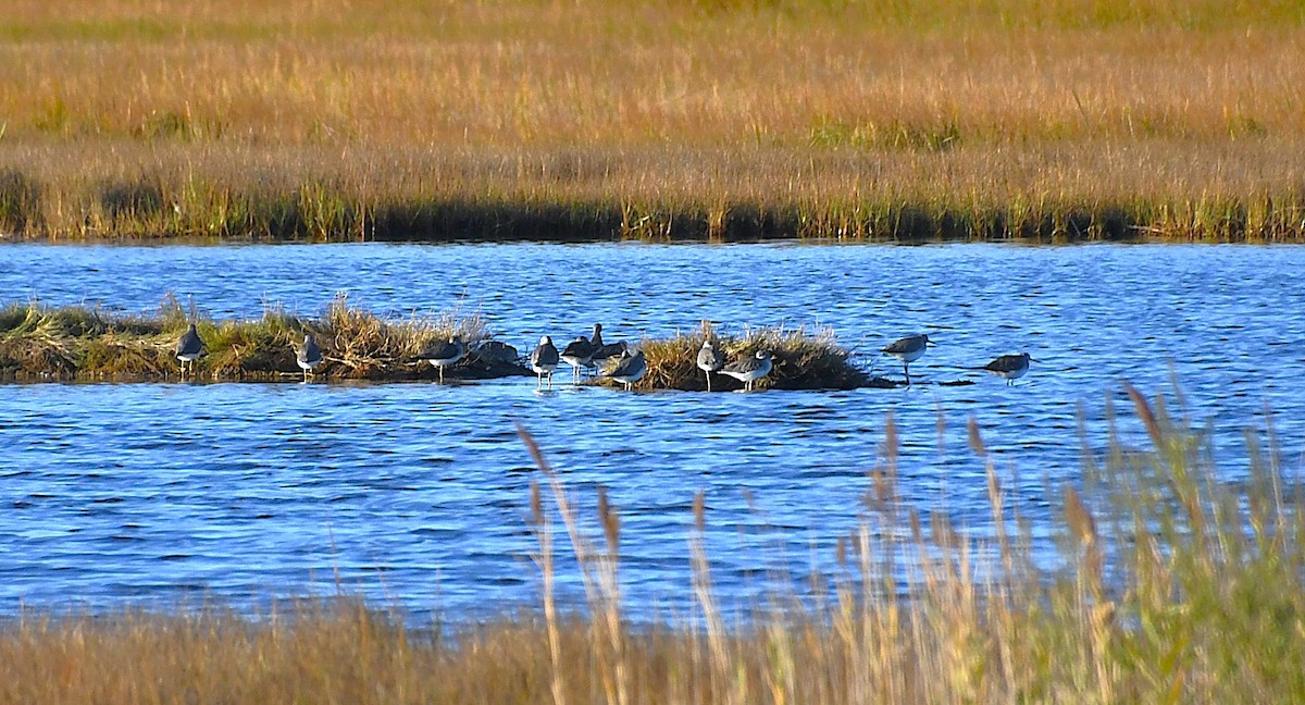 Tüpfelgelbschenkel - ML644712482