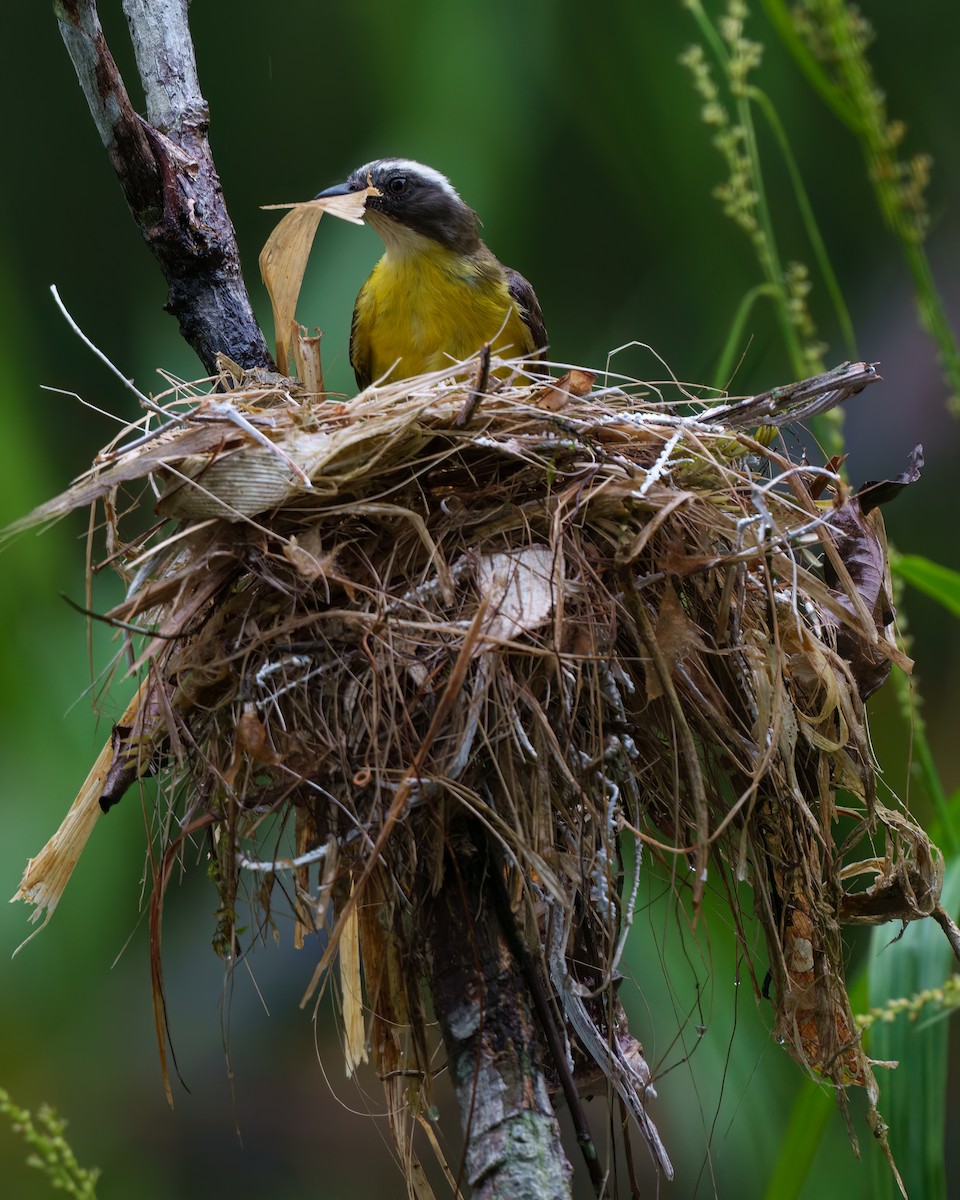 Rotscheitel-Maskentyrann - ML644712490