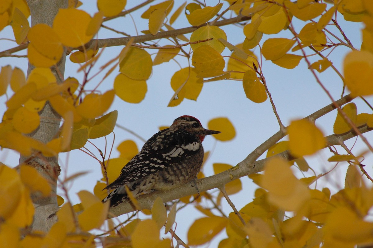 Rotnacken-Saftlecker - ML644712501