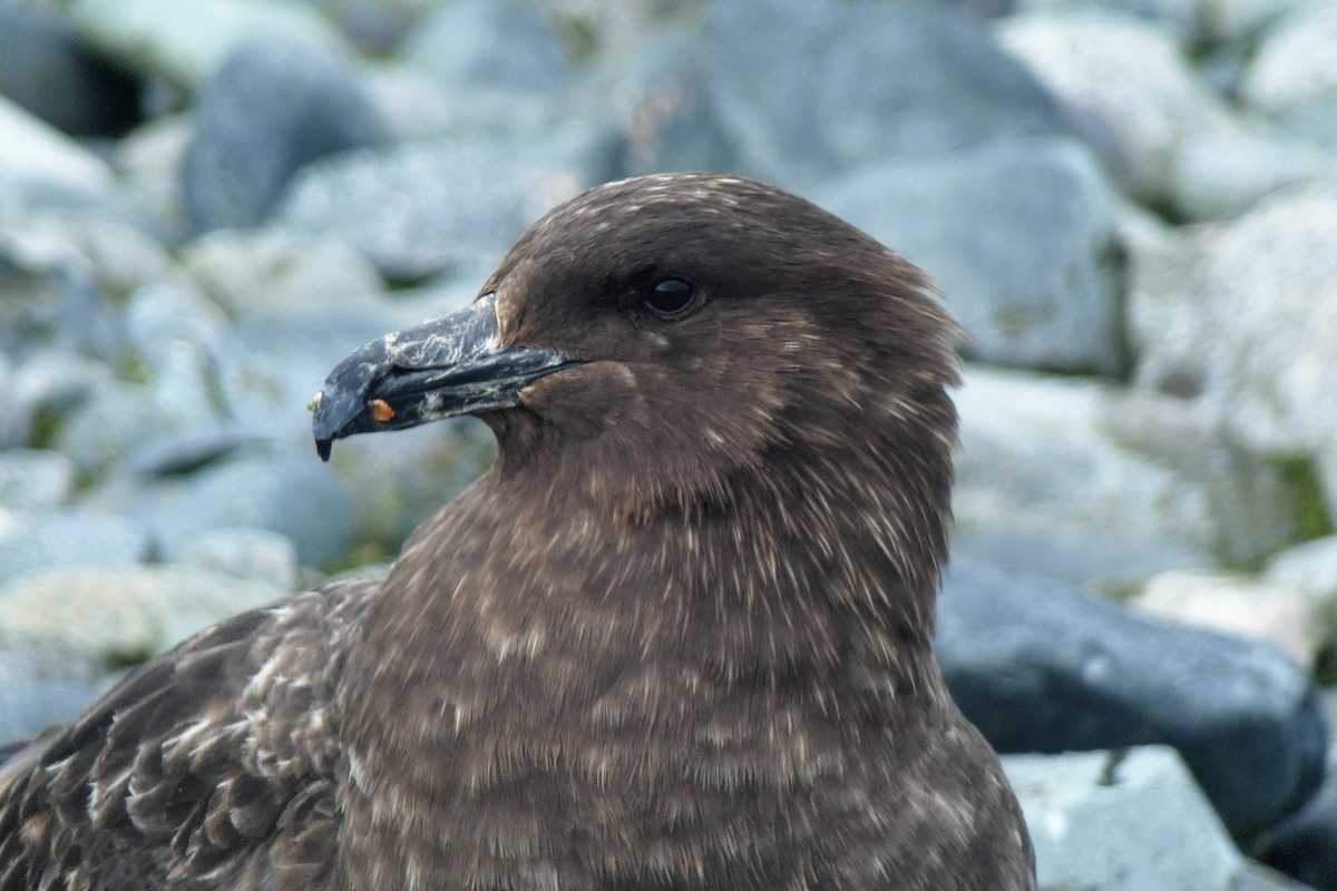 Brown Skua - ML644712507