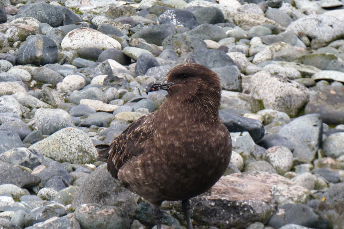 Brown Skua - ML644712508