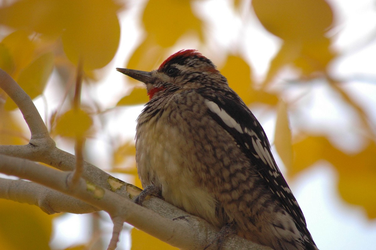 Rotnacken-Saftlecker - ML644712511