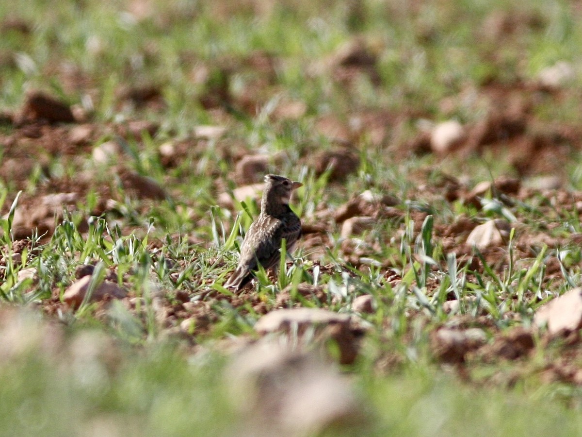 עפרוני ענק - ML644712531