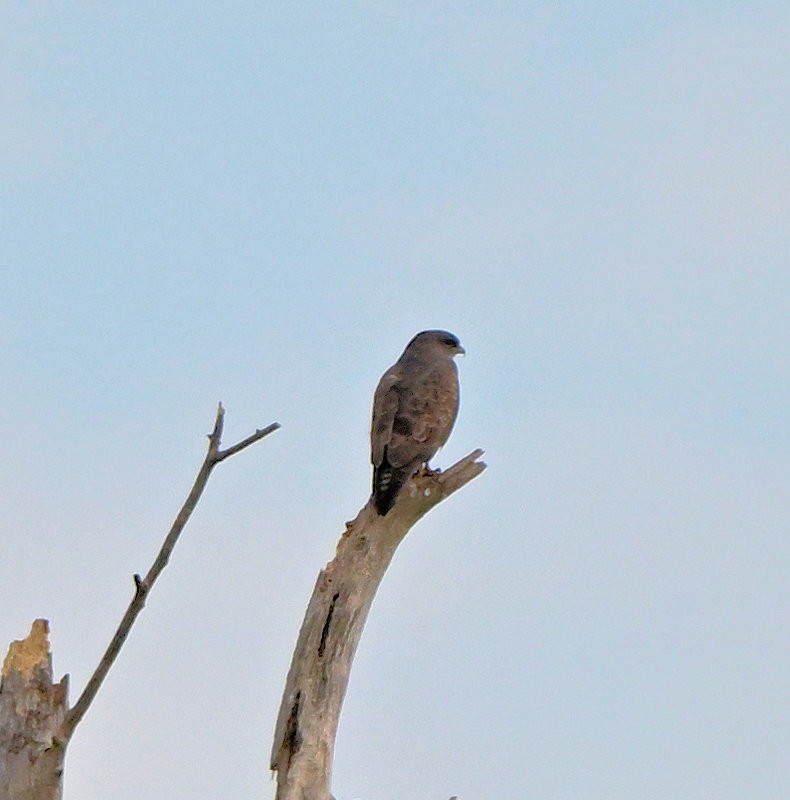 Buse variable - ML644712533