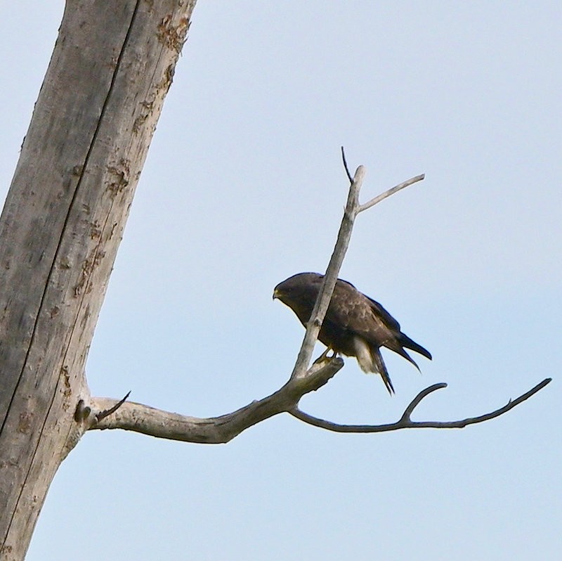 Buse variable - ML644712534