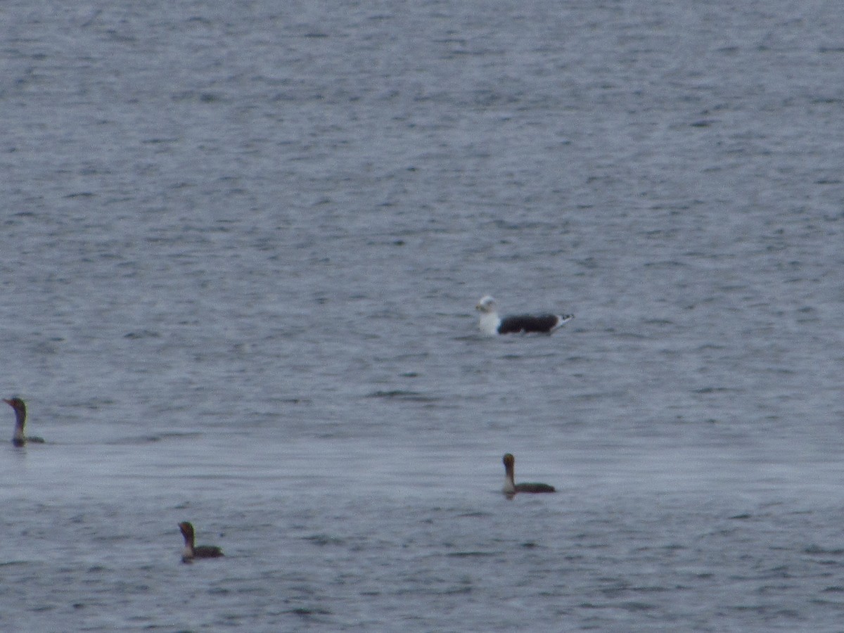 Büyük Kara Sırtlı Martı - ML644712547