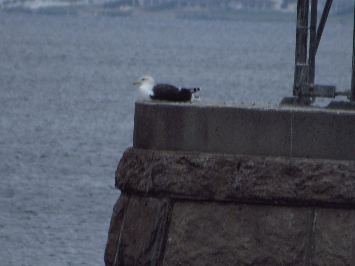 Büyük Kara Sırtlı Martı - ML644712548