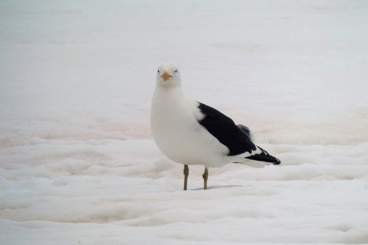 Kelp Gull - ML644712550