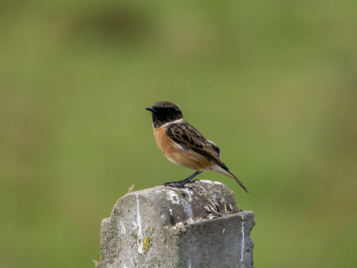 Taşkuşu - ML644712600