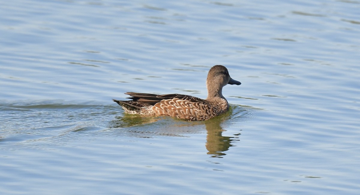 Blue-winged Teal - ML644712608