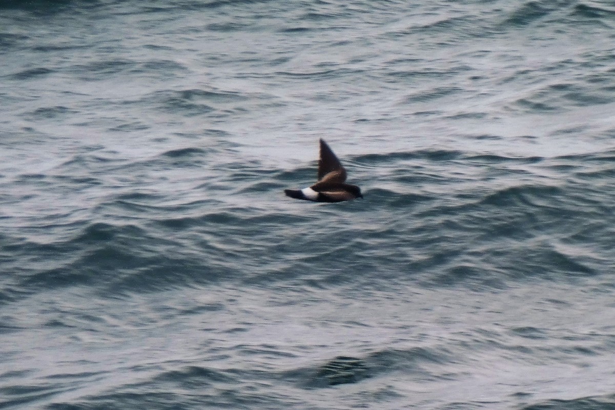 Wilson's Storm-Petrel - ML644712609