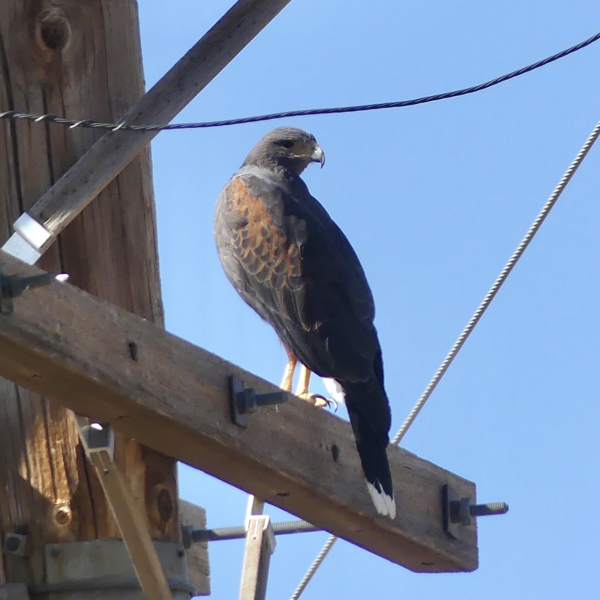 Harris's Hawk - ML644712615