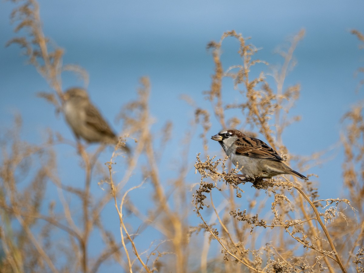 House Sparrow - ML644712623