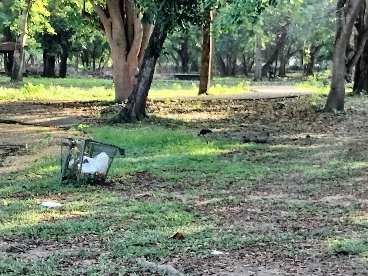 Bare-faced Ibis - ML644712625