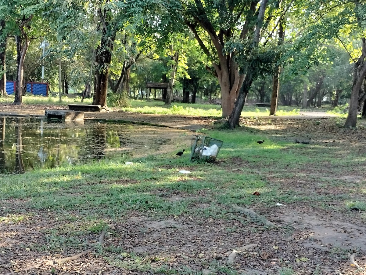 Bare-faced Ibis - ML644712626