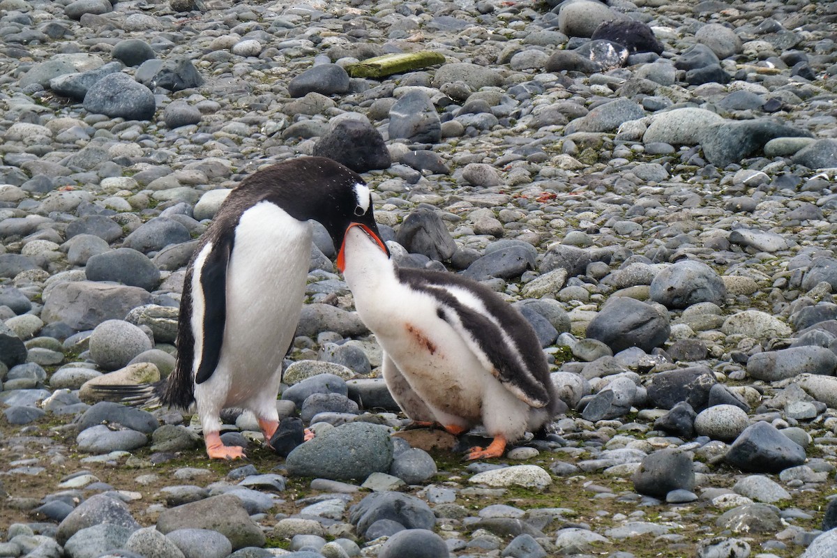 Gentoo Penguin - ML644712630