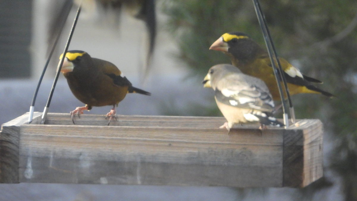 Evening Grosbeak - ML644712640