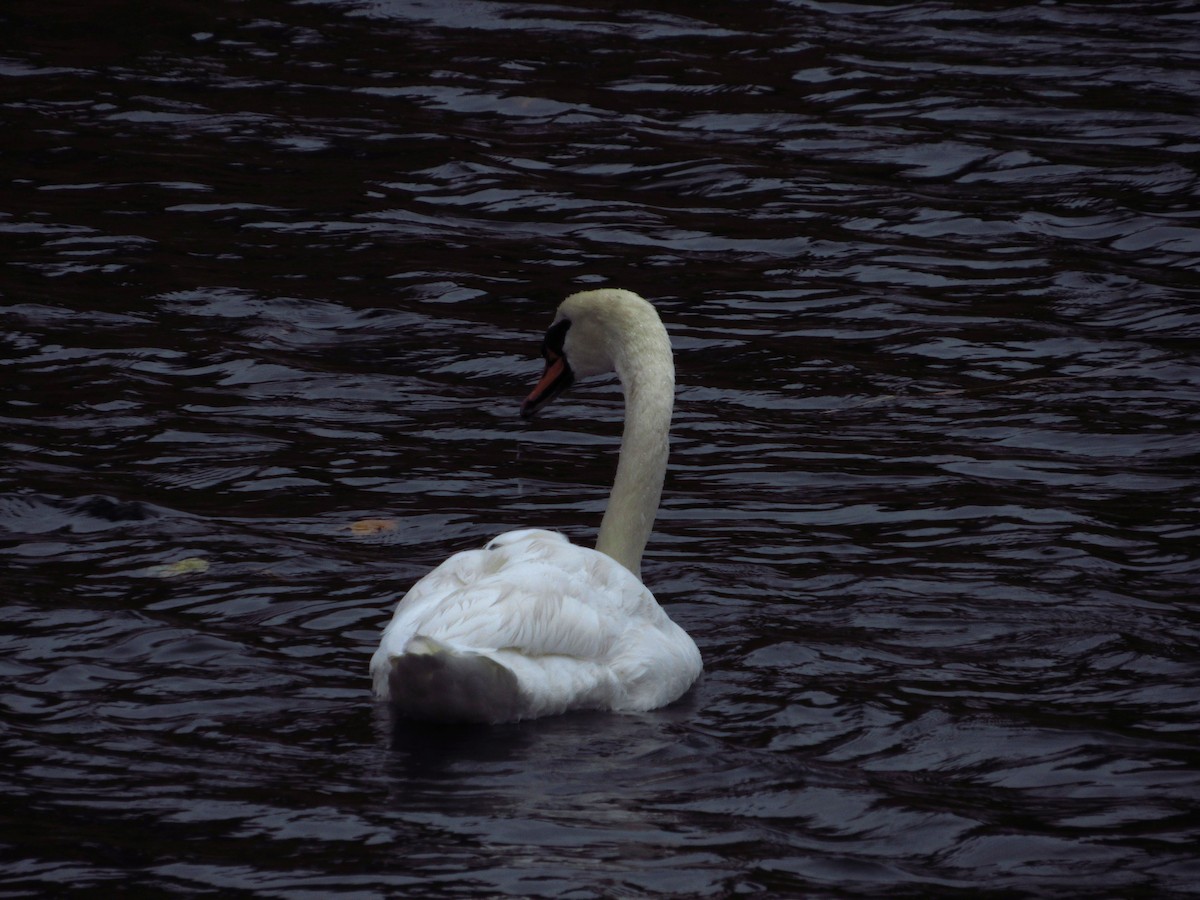 Лебідь-шипун - ML644712650