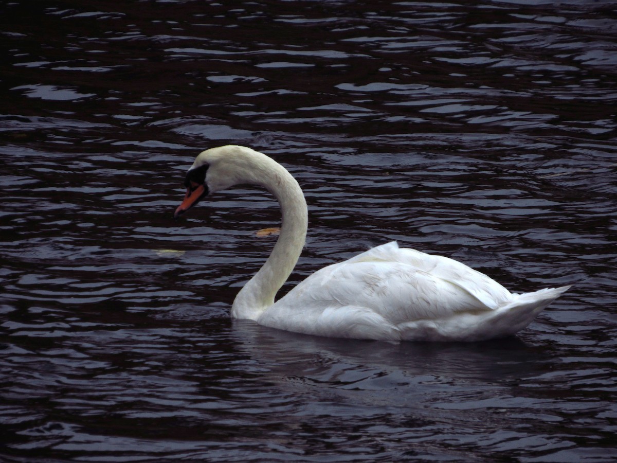 Лебідь-шипун - ML644712651