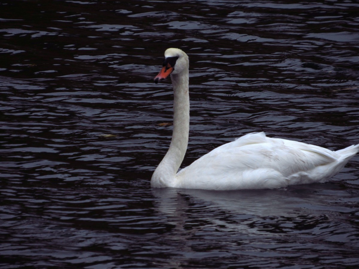 Лебідь-шипун - ML644712652