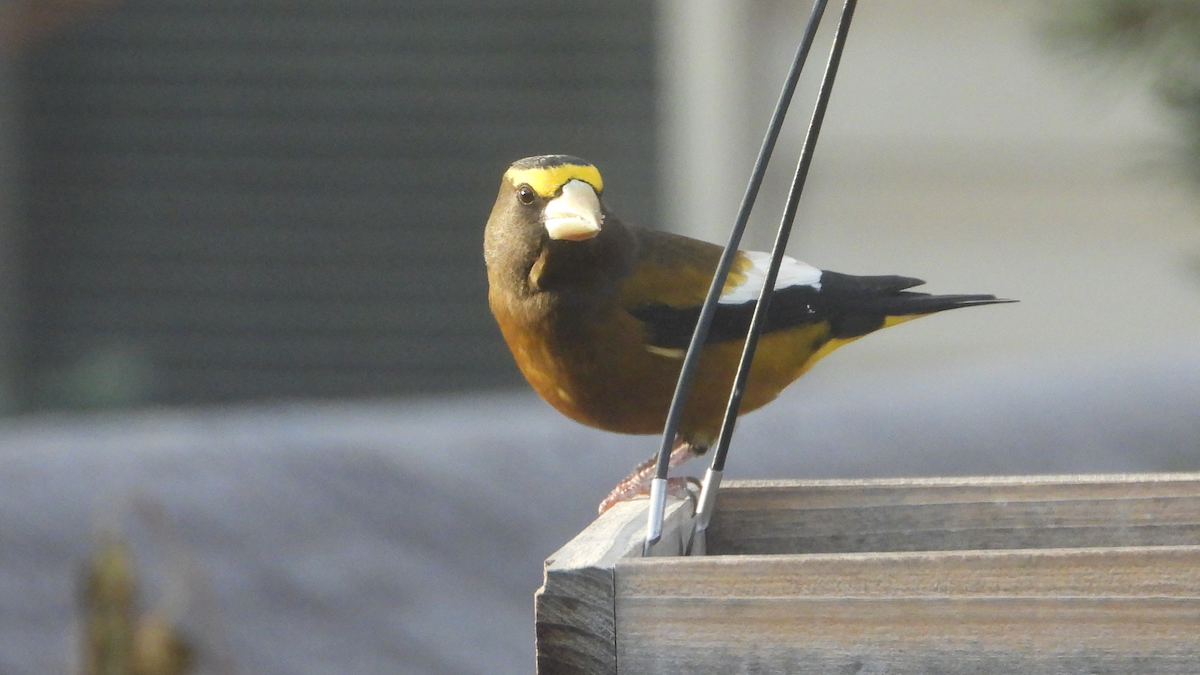 Evening Grosbeak - ML644712657