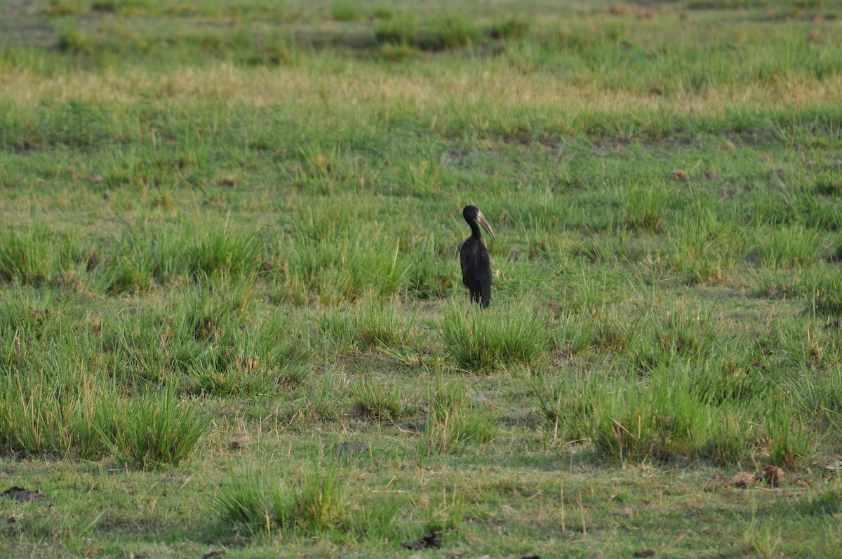 Bec-ouvert africain - ML644712665