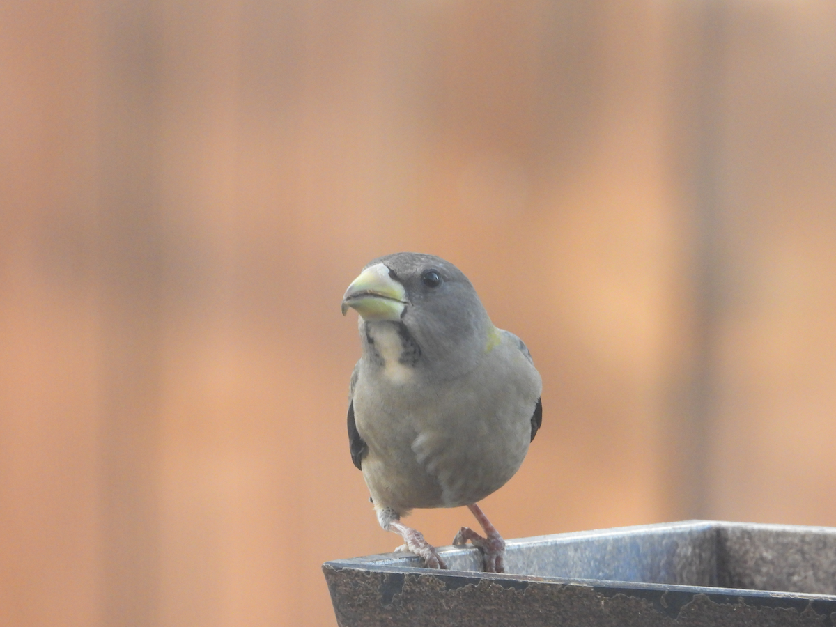 Evening Grosbeak - ML644712666