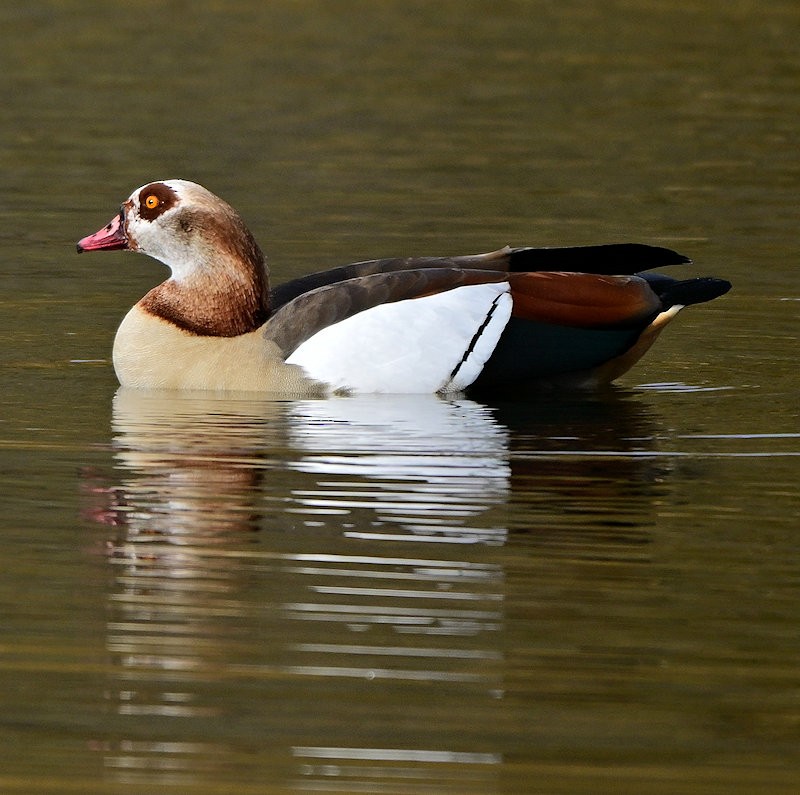 Egyptian Goose - ML644712680