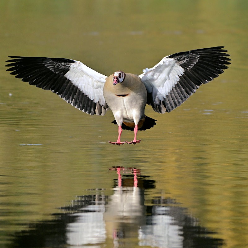 Egyptian Goose - ML644712681