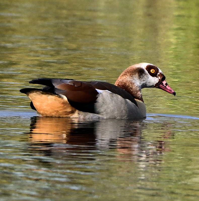 Egyptian Goose - ML644712682