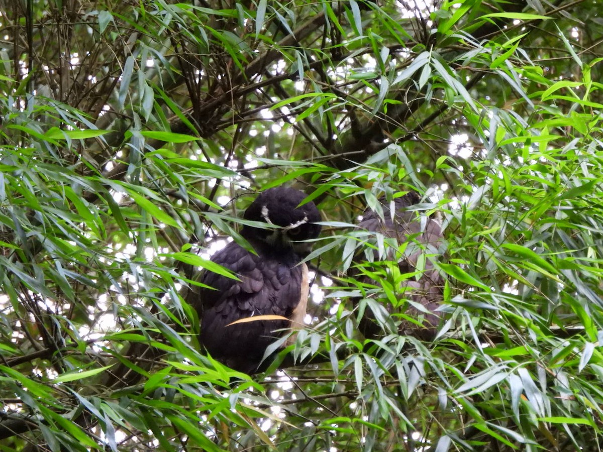 Spectacled Owl - ML644712691
