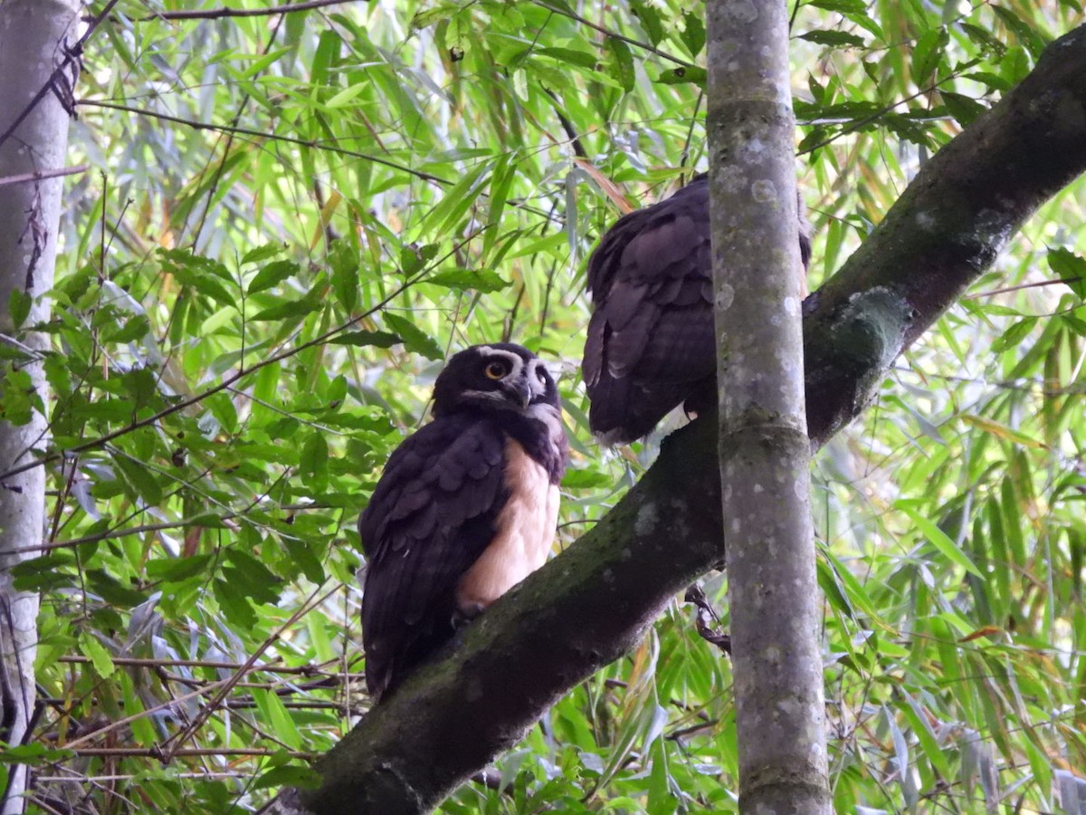 Spectacled Owl - ML644712692