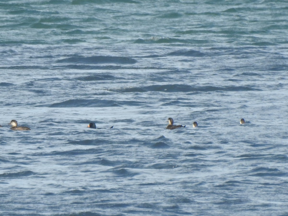 Amerika Kara Ördeği - ML644712696