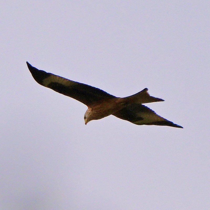 Red Kite - ML644712701