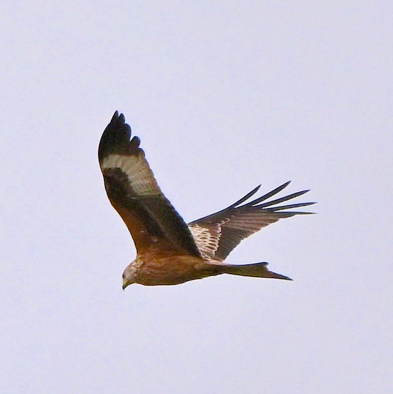 Red Kite - ML644712702
