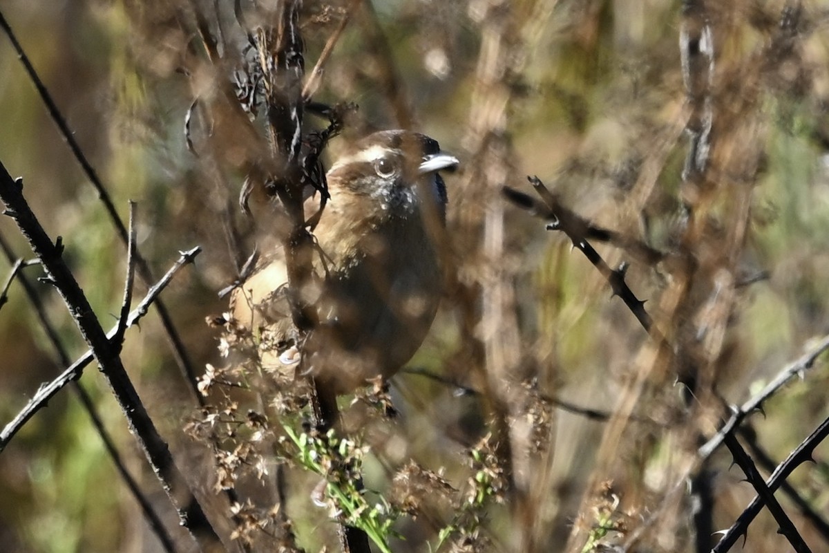 Carolina Wren - ML644712703