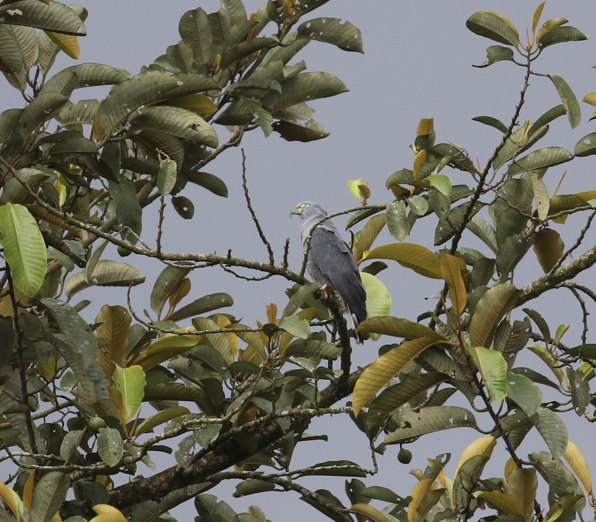 Hook-billed Kite (Hook-billed) - ML644712728