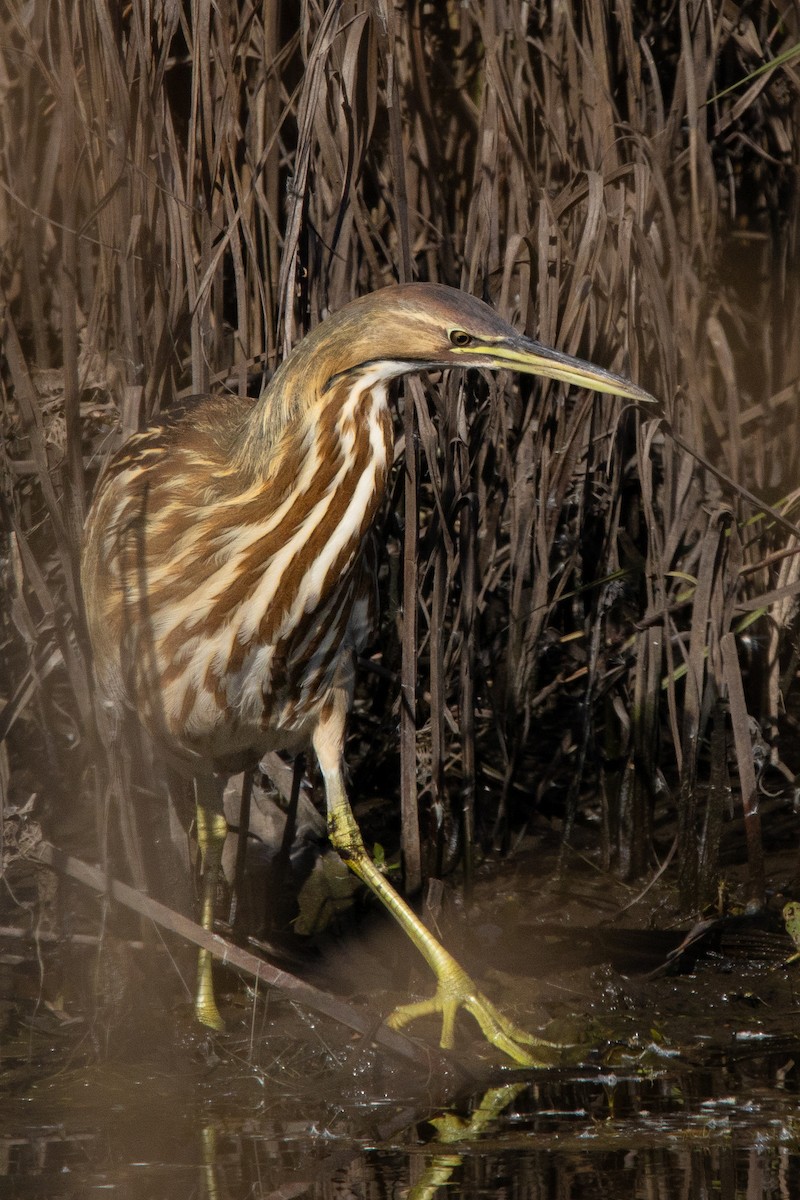 Amerika Balabanı - ML644712733