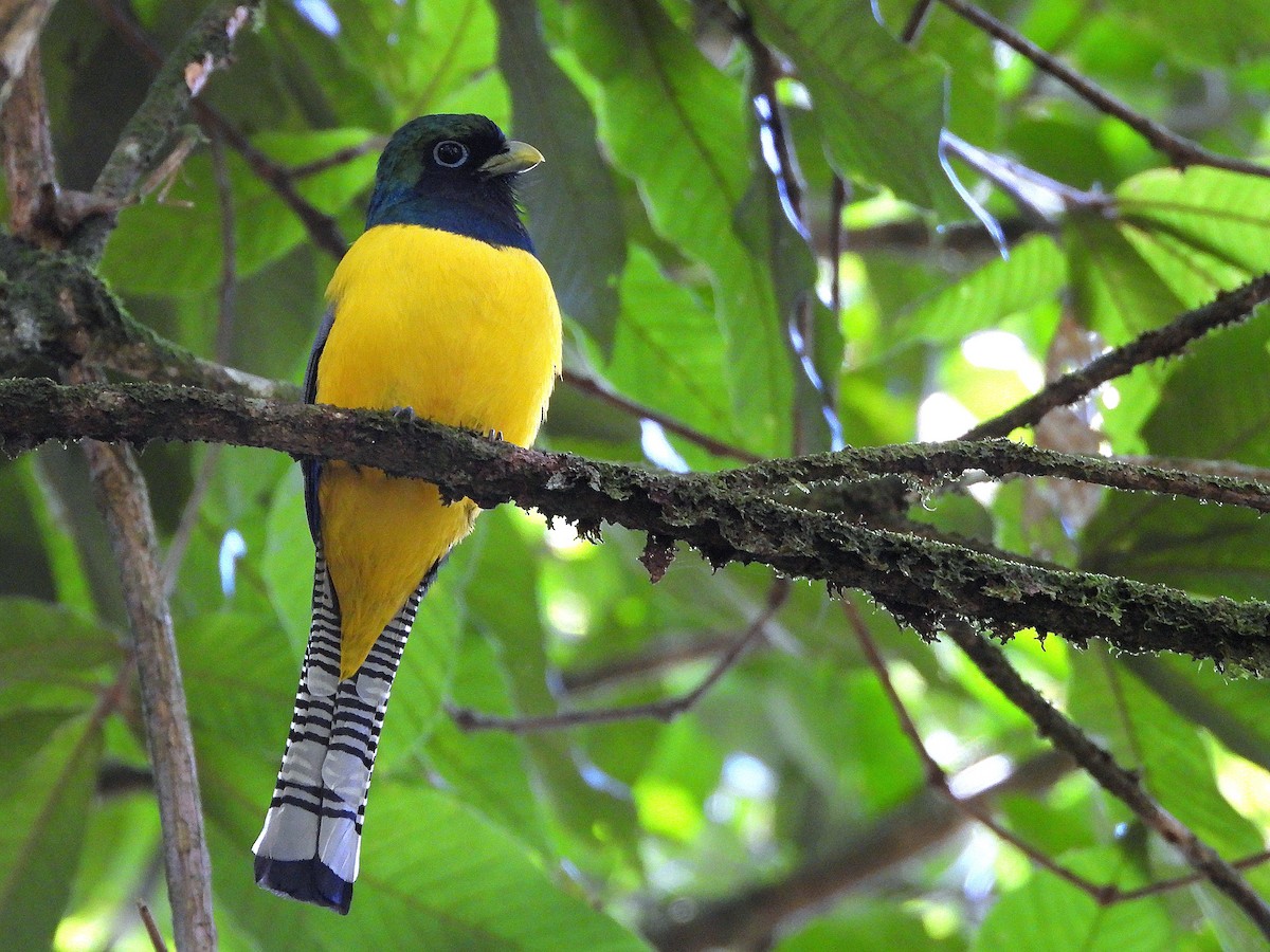 Graceful Black-throated Trogon - ML644712734