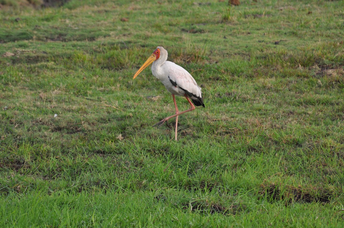 nesyt africký - ML644712740