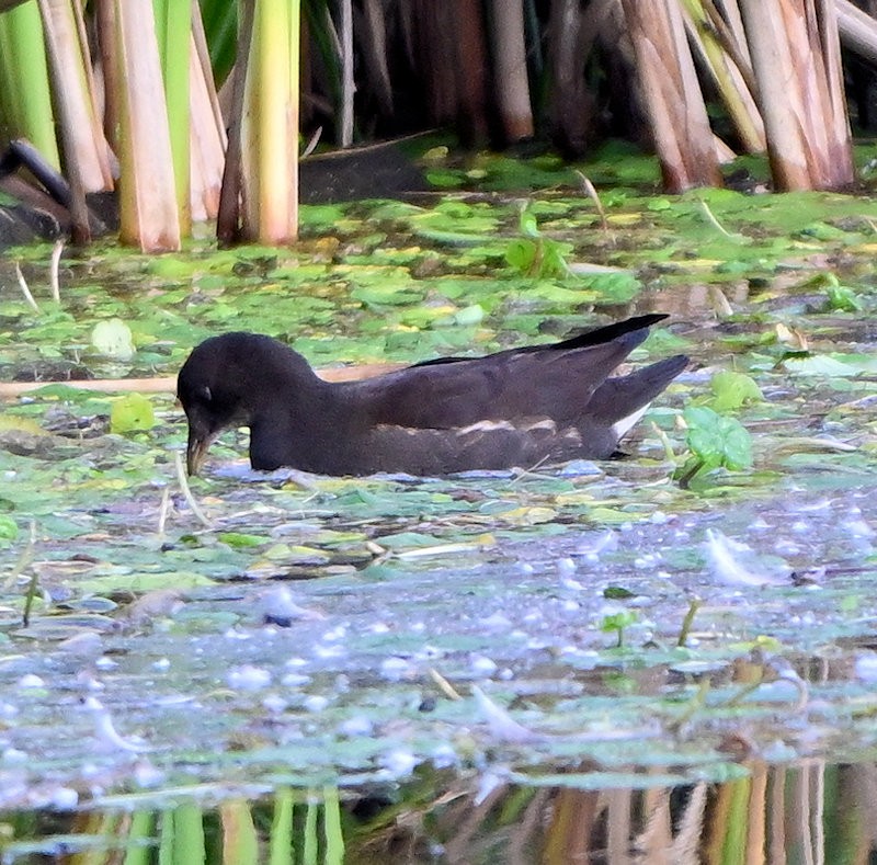 Gallinule poule-d'eau - ML644712759