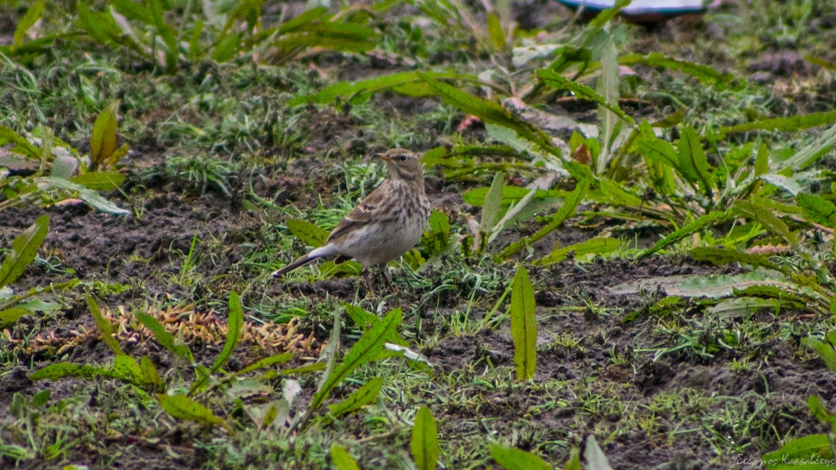 Pipit spioncelle - ML644712765