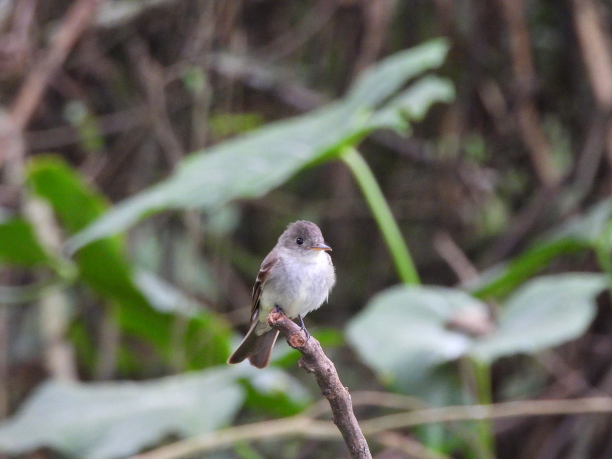Eastern Wood-Pewee - ML644712773