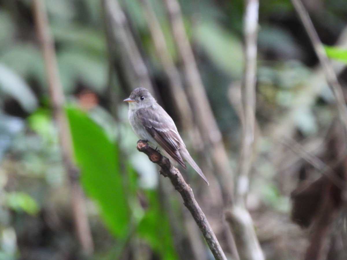 Eastern Wood-Pewee - ML644712774