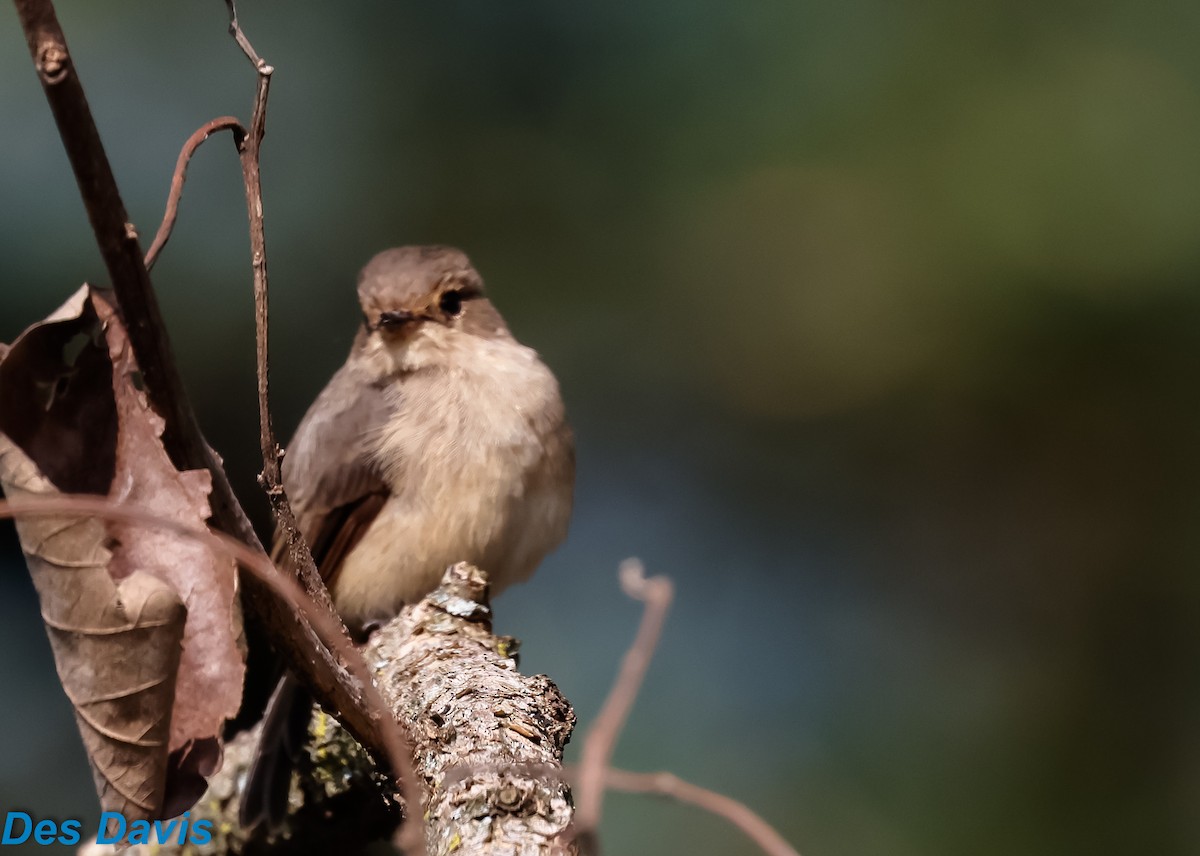 African Dusky Flycatcher - ML644712778