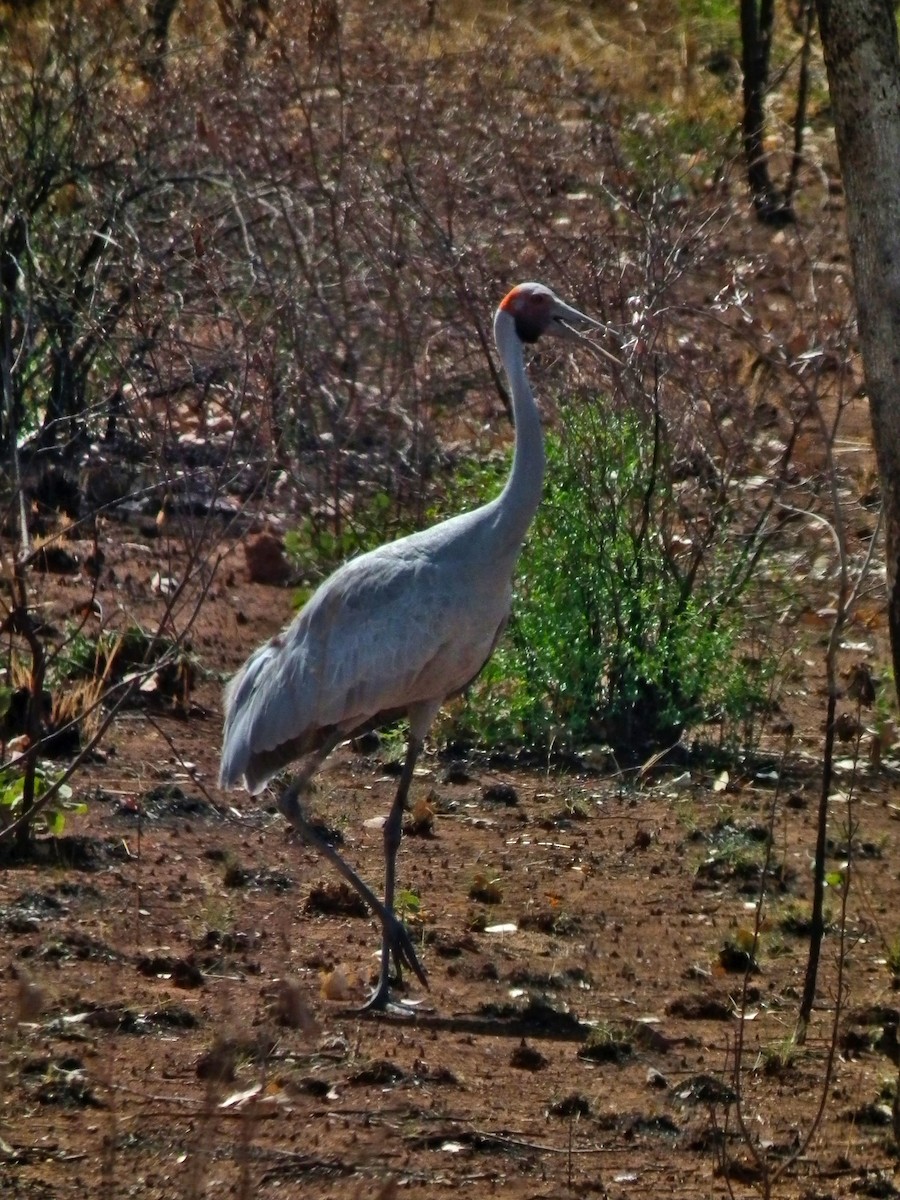 Brolga - ML644712790